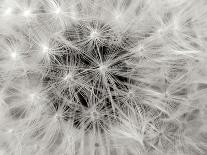 Dandelion 2-Jim Christensen-Photographic Print