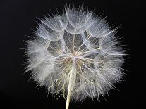 Dandelion 1-Jim Christensen-Framed Photographic Print