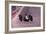 Jim Clark Driving a Lotus, Monaco Grand Prix, 1964-null-Framed Photographic Print