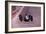 Jim Clark Driving a Lotus, Monaco Grand Prix, 1964-null-Framed Photographic Print