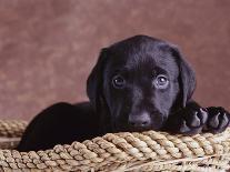 Black Labrador Puppy-Jim Craigmyle-Photographic Print