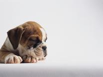 Bulldog Puppy Wearing Santa Hat-Jim Craigmyle-Photographic Print