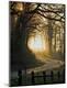 Photographic Print