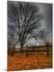 Premium Photographic Print