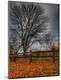 Premium Photographic Print
