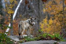 A Lone Timber Wolf or Grey Wolf (Canis Lupus) Standing on a Rocky Cliff Looking Back on a Rainy Day-Jim Cumming-Photographic Print