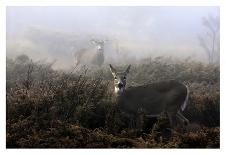 The Rut in on - White-Tailed Deer-Jim Cumming-Photographic Print