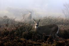 The Rut In On White-Tailed Deer-Jim Cumming-Framed Giclee Print