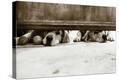 Stretched Canvas Print