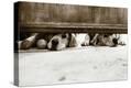 Stretched Canvas Print