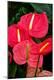 Premium Photographic Print