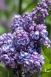 Massachusetts, Boston, Arnold Arboretum, Purple Lilac Tree-Jim Engelbrecht-Photographic Print