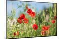 Premium Photographic Print