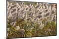 Premium Photographic Print