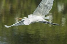 USA, Florida, Merritt Island, Nwr, Great Blue Heron-Jim Engelbrecht-Photographic Print