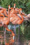 USA, Florida, Merritt Island, Nwr, Great Blue Heron-Jim Engelbrecht-Photographic Print