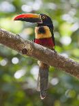 A Wild Fiery-Billed Aracari, Costa Rica-Jim Goldstein-Photographic Print