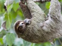 Brown-Throated Sloth and Her Baby Hanging from a Tree Branch in Corcovado National Park, Costa Rica-Jim Goldstein-Mounted Photographic Print