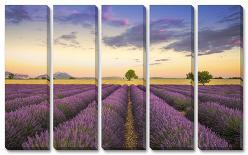 Lavender-Jim Nilsen-Stretched Canvas