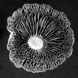 Fungi2-Jim Occi-Framed Photographic Print