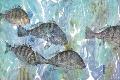 Premium Giclee Print