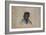 Jim Shaw, Delaware, 1837-John Mix Stanley-Framed Giclee Print
