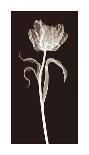 Parrot Tulip-Jim Wehtje-Giclee Print