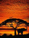 Elephant Under Broad Tree-Jim Zuckerman-Photographic Print