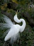 Great Egret Exhibiting Sky Pointing on Nest, St. Augustine, Florida, USA-Jim Zuckerman-Photographic Print