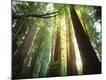 Photographic Print
