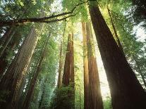 Redwood Forest-Jim Zuckerman-Photographic Print