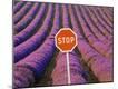 Premium Photographic Print