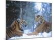 Photographic Print