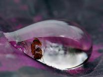 Caught in a droplet-Jimmy Hoffman-Photographic Print