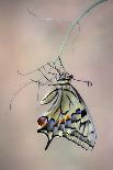 Birth of a Swallowtail-Jimmy Hoffman-Framed Premier Image Canvas
