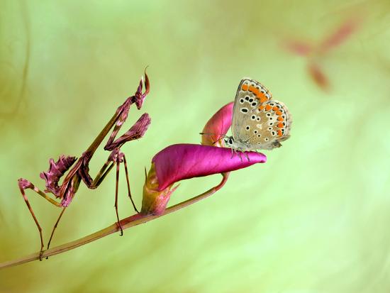 Premium Photographic Print, , large