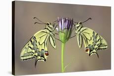 Birth of a Swallowtail-Jimmy Hoffman-Photographic Print