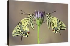 Birth of a Swallowtail-Jimmy Hoffman-Photographic Print