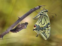 Birth of a Swallowtail-Jimmy Hoffman-Framed Premier Image Canvas