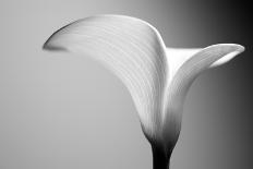 Calla-Jimmy L-Mounted Photographic Print