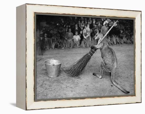 Jimmy Le Kangourou Du Zoo De Londres Faisant Le Menage-null-Framed Stretched Canvas