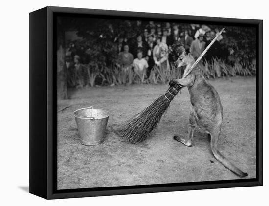 Jimmy Le Kangourou Du Zoo De Londres Faisant Le Menage-null-Framed Stretched Canvas