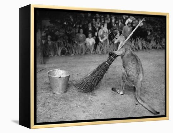 Jimmy Le Kangourou Du Zoo De Londres Faisant Le Menage-null-Framed Stretched Canvas