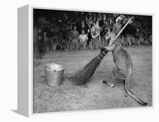 Jimmy Le Kangourou Du Zoo De Londres Faisant Le Menage-null-Framed Stretched Canvas