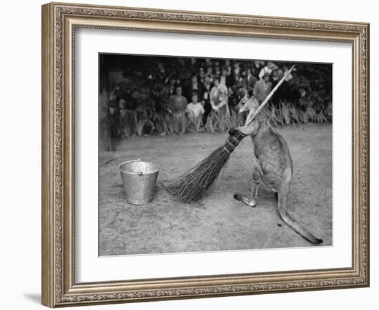 Jimmy Le Kangourou Du Zoo De Londres Faisant Le Menage-null-Framed Photo