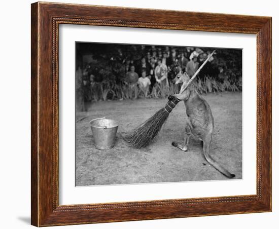 Jimmy Le Kangourou Du Zoo De Londres Faisant Le Menage-null-Framed Photo