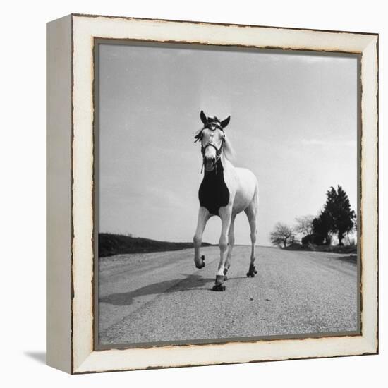 Jimmy the Horse Rollerskating Down Road in Front of Its Farm-Joe Scherschel-Framed Premier Image Canvas
