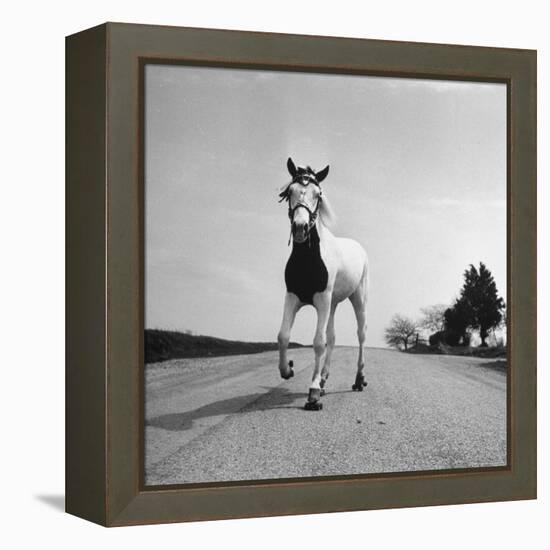 Jimmy the Horse Rollerskating Down Road in Front of Its Farm-Joe Scherschel-Framed Premier Image Canvas