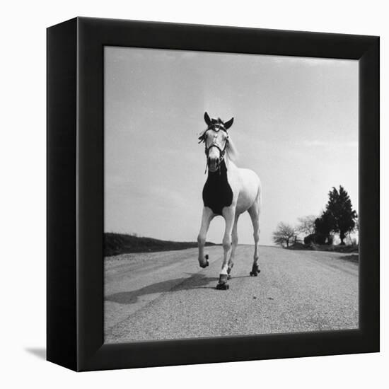 Jimmy the Horse Rollerskating Down Road in Front of Its Farm-Joe Scherschel-Framed Premier Image Canvas