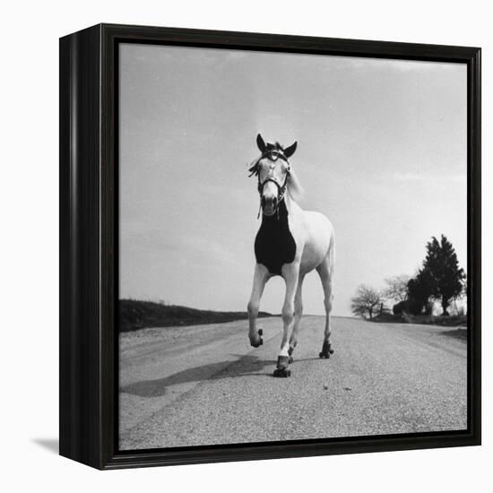 Jimmy the Horse Rollerskating Down Road in Front of Its Farm-Joe Scherschel-Framed Premier Image Canvas